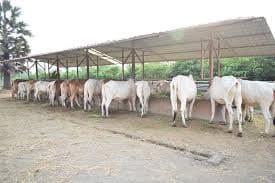 Gau Shala